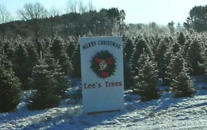 Lee's Trees